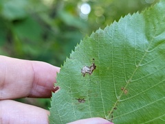 Caloptilia ostryaeella