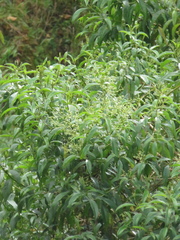Lippia schlimii