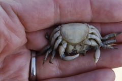 Hemigrapsus oregonensis