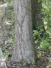 Quercus