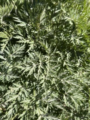 Pulsatilla occidentalis