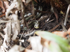 Thamnophis elegans terrestris