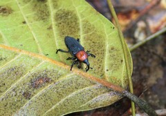 Rhodobaenus