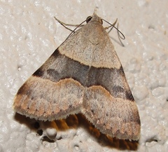 Hemeroplanis incusalis