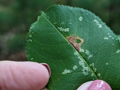 Coptodisca splendoriferella