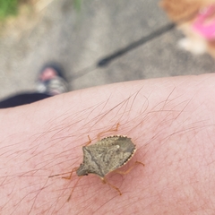 Euschistus variolarius