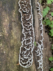 Trametes versicolor
