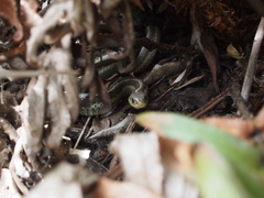 Thamnophis elegans terrestris