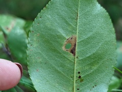 Coptodisca splendoriferella