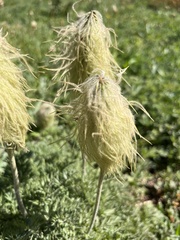 Pulsatilla occidentalis
