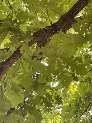 Quercus