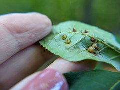 Caryomyia conoidea