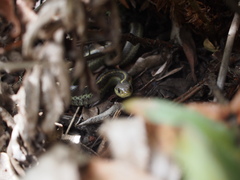 Thamnophis elegans terrestris