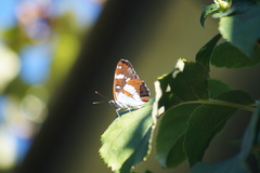Limenitis reducta