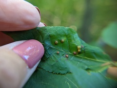 Caryomyia conoidea