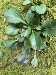 Packera obovata
