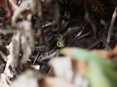 Thamnophis elegans terrestris