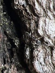 Brachyponera chinensis