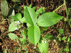 Rubus megalococcus