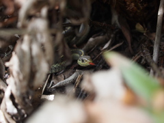Thamnophis elegans terrestris
