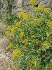 Bupleurum fruticosum