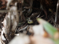 Thamnophis elegans terrestris