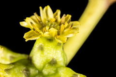 Sonchus laceratus