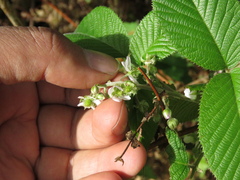 Rubus megalococcus