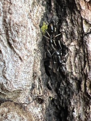 Brachyponera chinensis