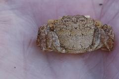 Hemigrapsus oregonensis