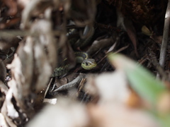 Thamnophis elegans terrestris