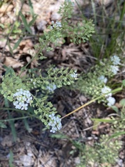 Lepidium montanum