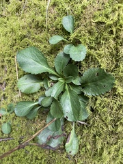 Packera obovata