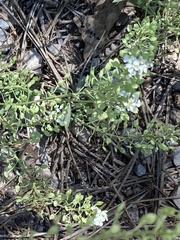 Lepidium montanum
