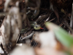Thamnophis elegans terrestris