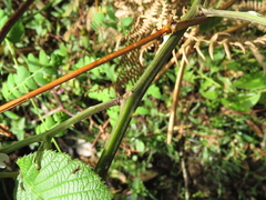 Rubus megalococcus