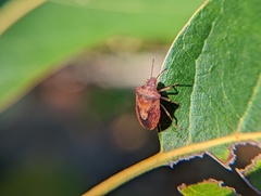 Dendrocoris humeralis