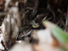 Thamnophis elegans terrestris