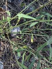 Lepidium montanum