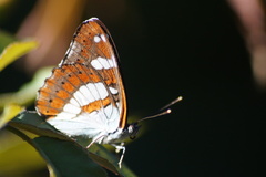 Limenitis reducta