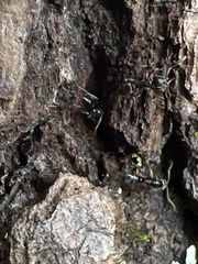 Brachyponera chinensis