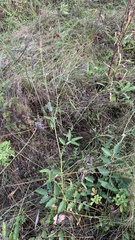 Sanguisorba officinalis