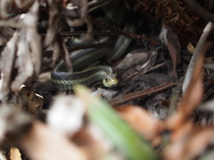 Thamnophis elegans terrestris