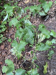 Nabalus serpentarius