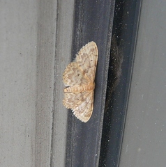 Idaea inquinata