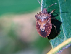 Dendrocoris humeralis