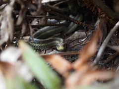 Thamnophis elegans terrestris