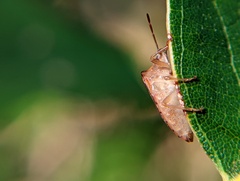 Dendrocoris humeralis
