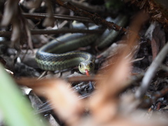 Thamnophis elegans terrestris