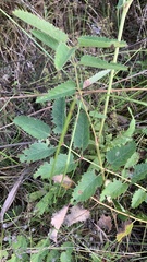 Sanguisorba officinalis